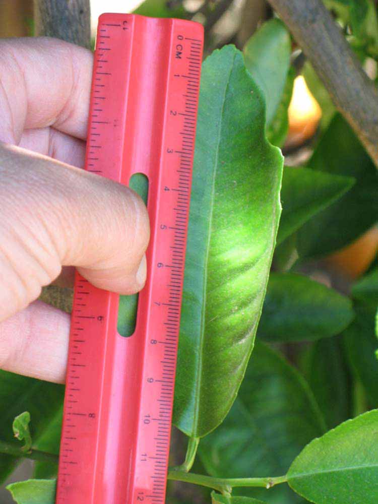              Unifoliolate leaf (Riverside, CA)       